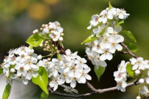 Mokena Targets Invasive Callery Pear Trees for Removal
