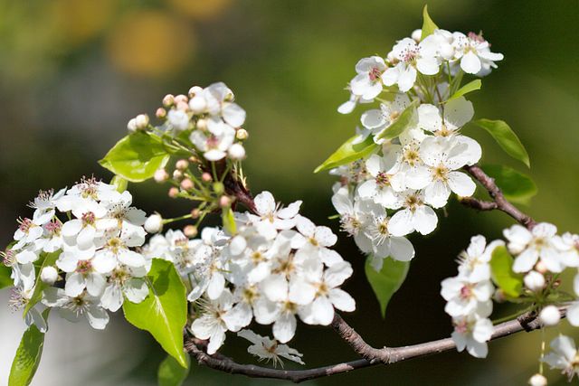 Callery Pear trees