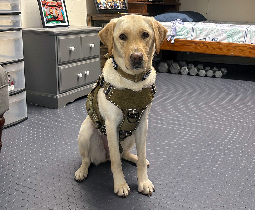 sheriff dog