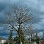 Illinois Quick Hits: Tornadoes, storms cause damage, outages