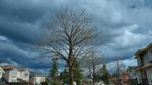 Illinois Quick Hits: Storms leave nearly 300K households without power