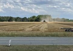 Illinois wheat harvest looks good despite storms