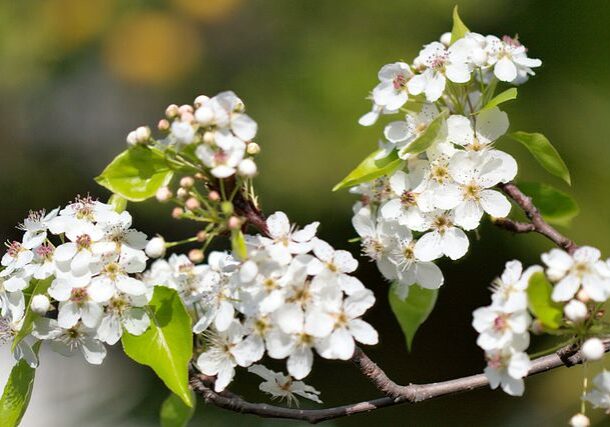 Callery Pear trees